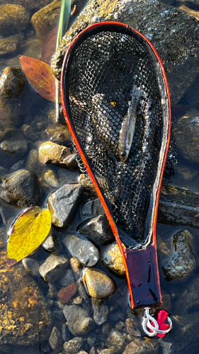 アブラハヤの釣果