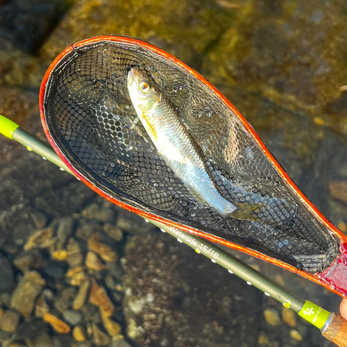 オイカワの釣果