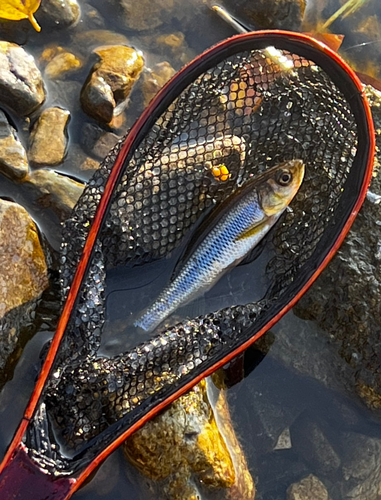 カワムツの釣果