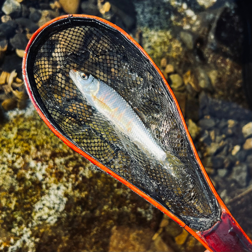 オイカワの釣果