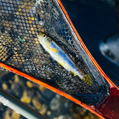 カワムツの釣果