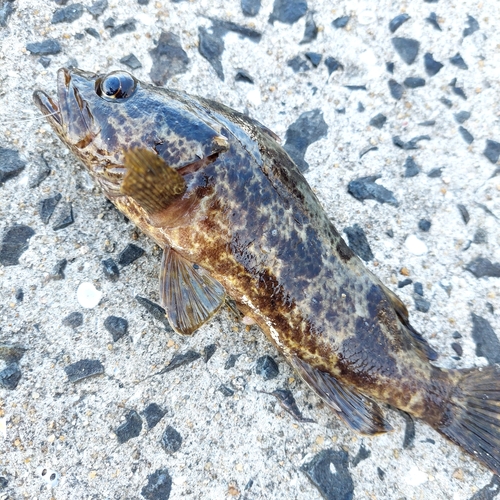 タケノコメバルの釣果