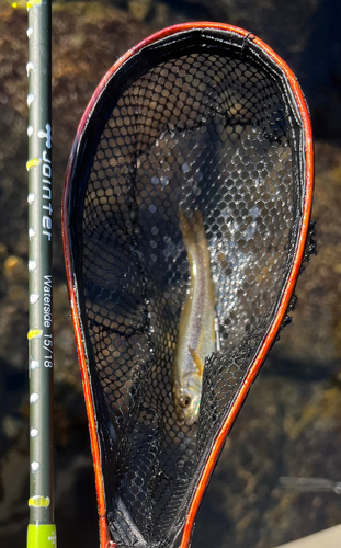 アブラハヤの釣果