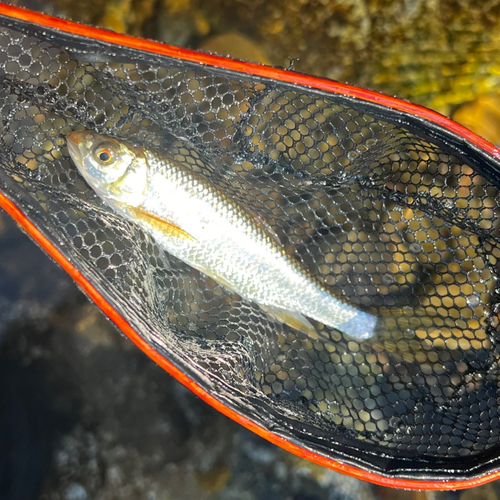 オイカワの釣果