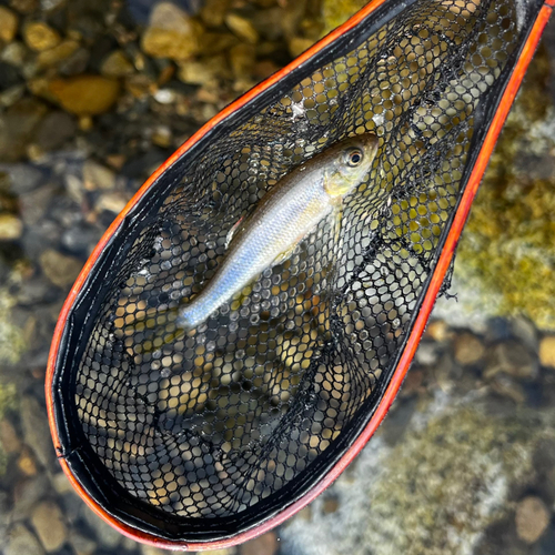 オイカワの釣果