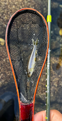 カワムツの釣果