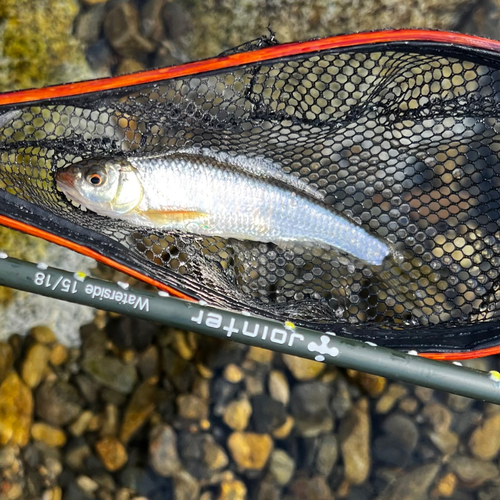 オイカワの釣果