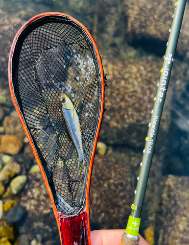 カワムツの釣果