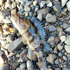 タケノコメバルの釣果