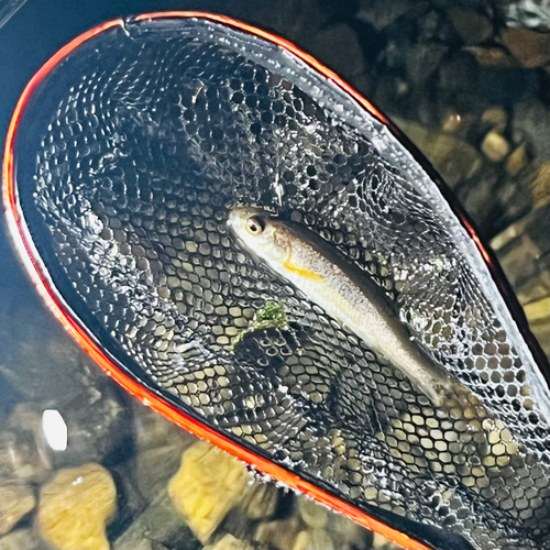 アブラハヤの釣果