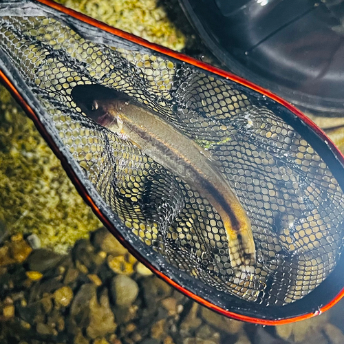 アブラハヤの釣果