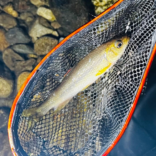 カワムツの釣果