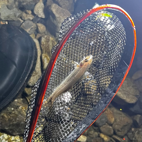 アブラハヤの釣果