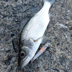 スズキの釣果