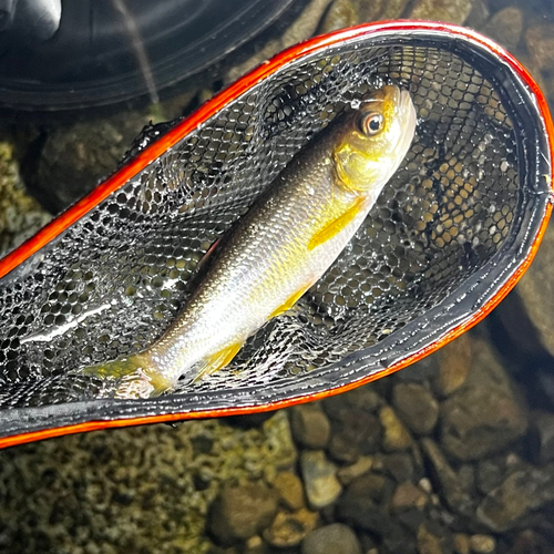 カワムツの釣果