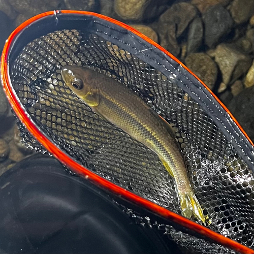 カワムツの釣果