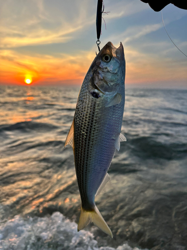 コノシロの釣果