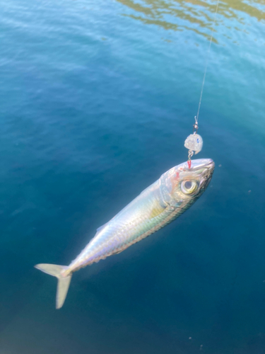 マサバの釣果