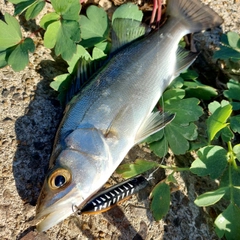 スズキの釣果