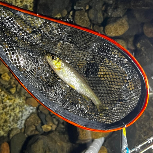 オイカワの釣果