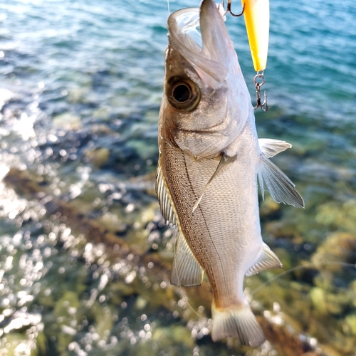 スズキの釣果