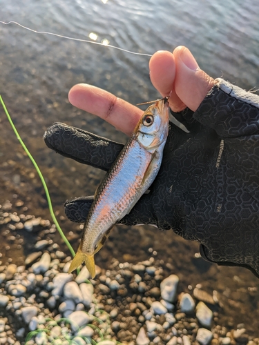 思川で釣れたオイカワの釣り・釣果情報 - アングラーズ