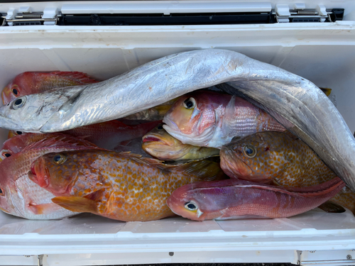 アマダイの釣果