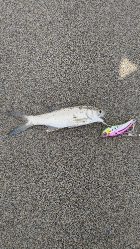 ツバメコノシロの釣果