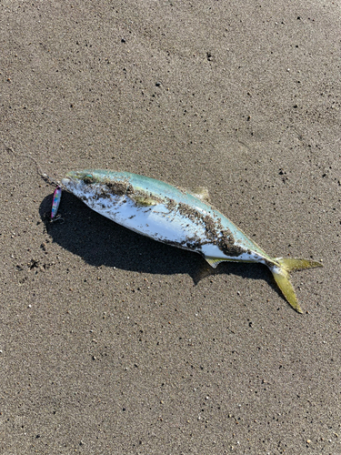 イナダの釣果