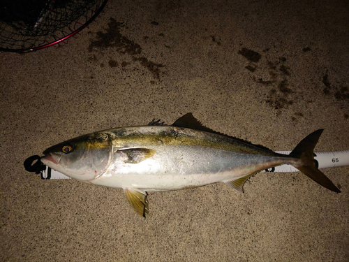 ハマチの釣果