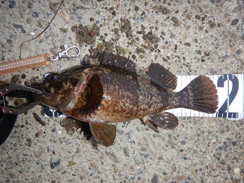 ムラソイの釣果