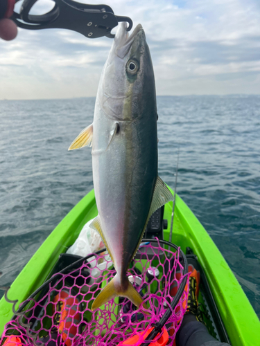 イナダの釣果