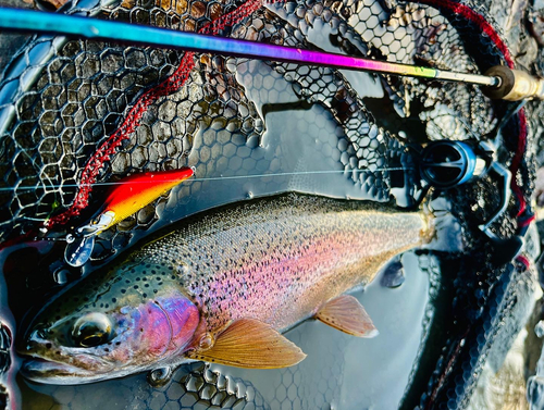 ニジマスの釣果