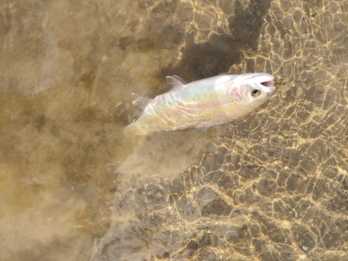 ブラウントラウトの釣果