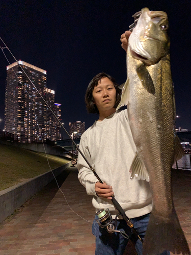 シーバスの釣果