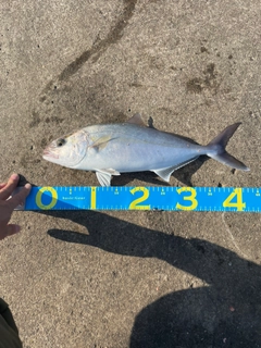 ショゴの釣果