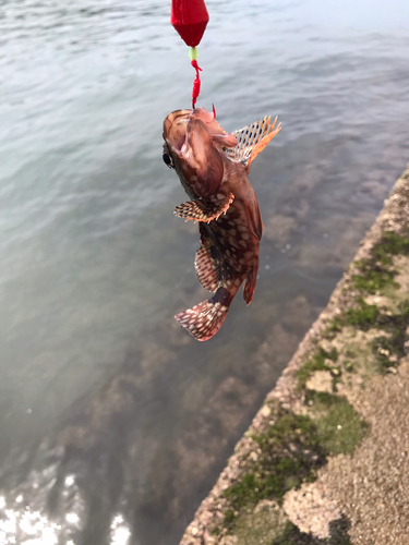 カサゴの釣果