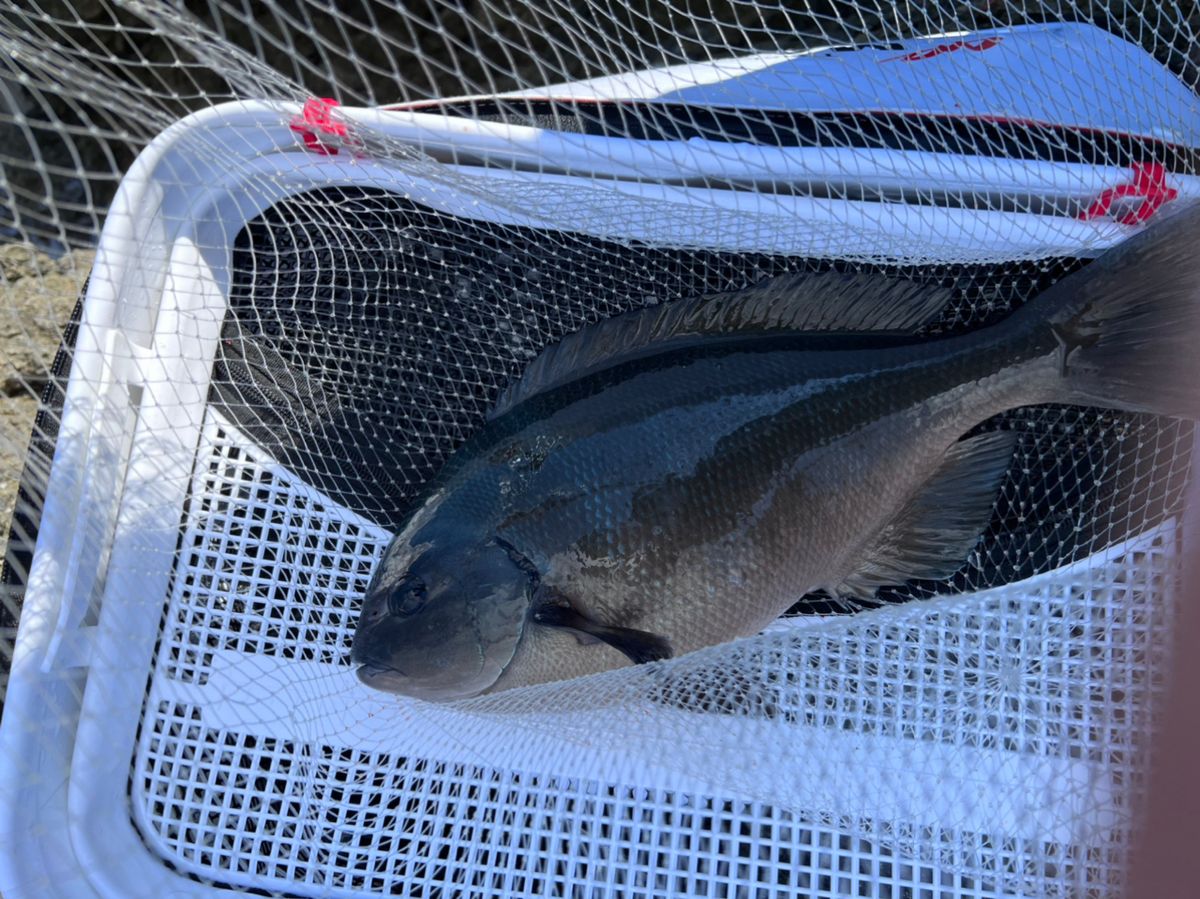 松っつんさんの釣果 3枚目の画像