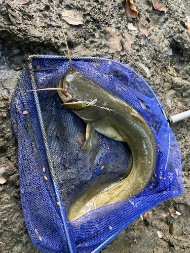 ニホンナマズの釣果