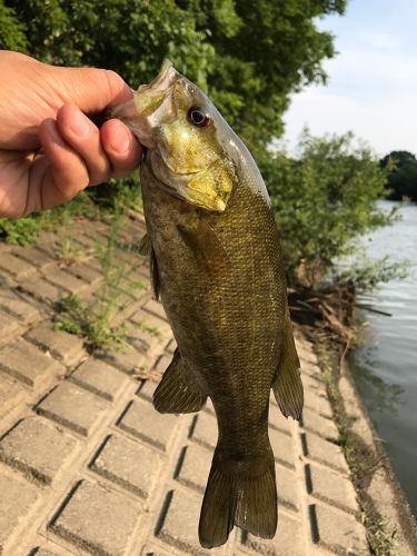 スモールマウスバスの釣果