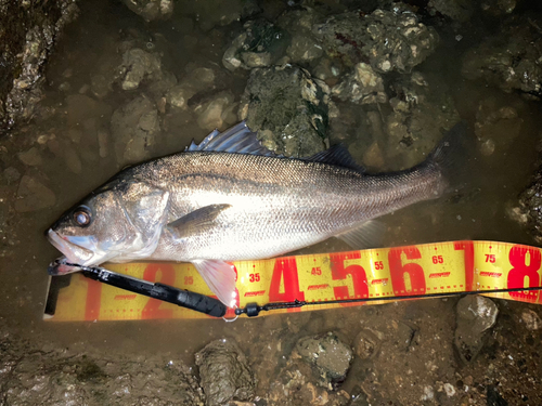 シーバスの釣果