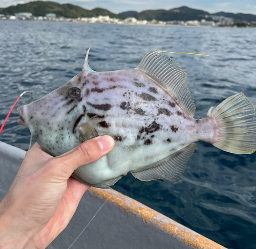 カワハギの釣果