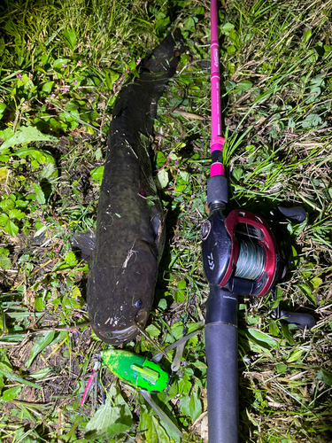 ナマズの釣果