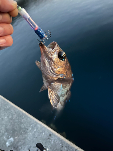 メバルの釣果