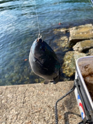 クチブトグレの釣果