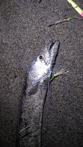 タチウオの釣果