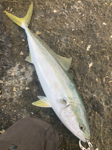 ワラサの釣果