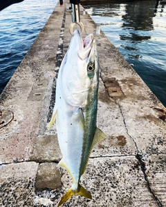 ブリの釣果