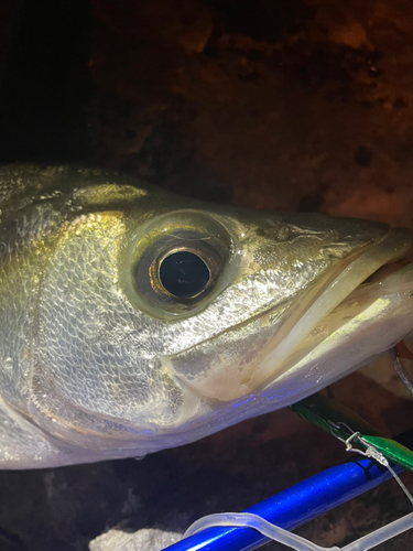 フッコ（マルスズキ）の釣果