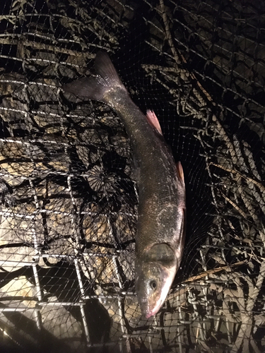 ウグイの釣果